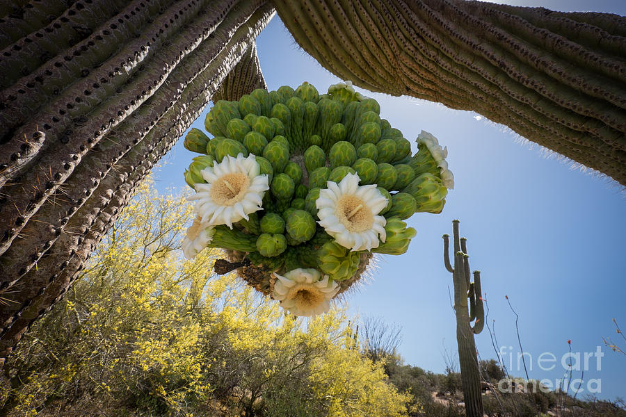 Saguaro Bloom Face Photograph by Marianne Jensen
