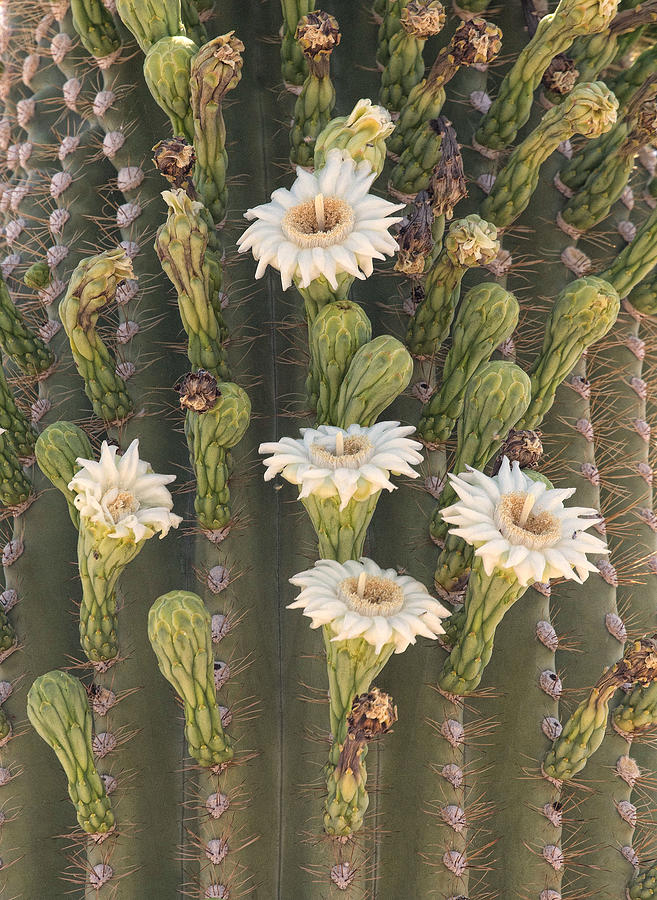 Flower Photograph - Saguaro Blooms under Superstition Mountains by Nathan Mccreery