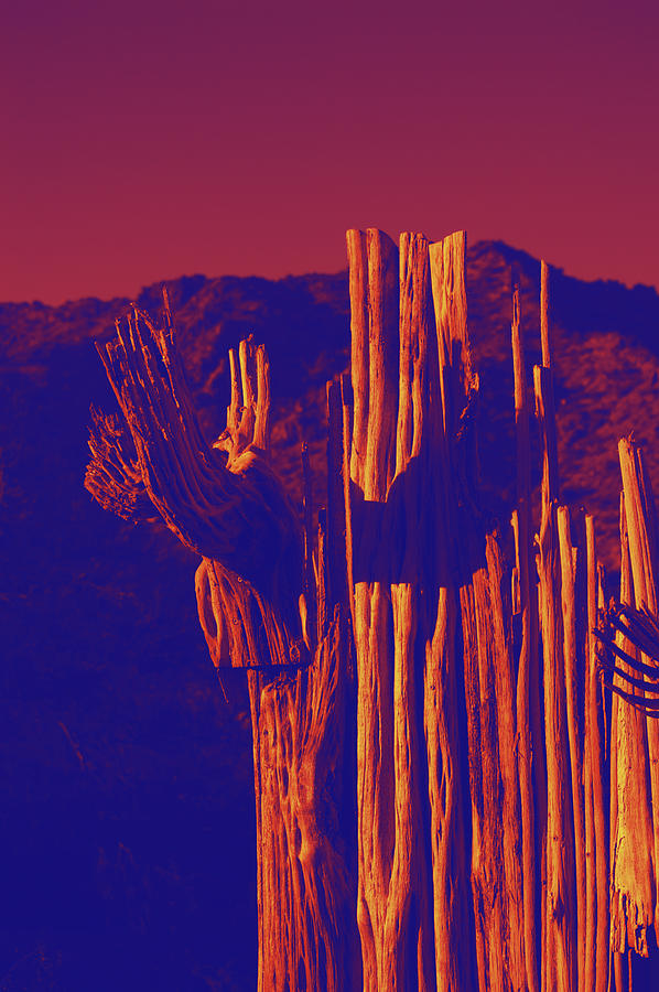 Phoenix Photograph - Saguaro Bones Speak by Carolina Liechtenstein