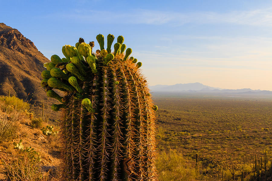 Saguaro Photograph by Bryan Bzdula