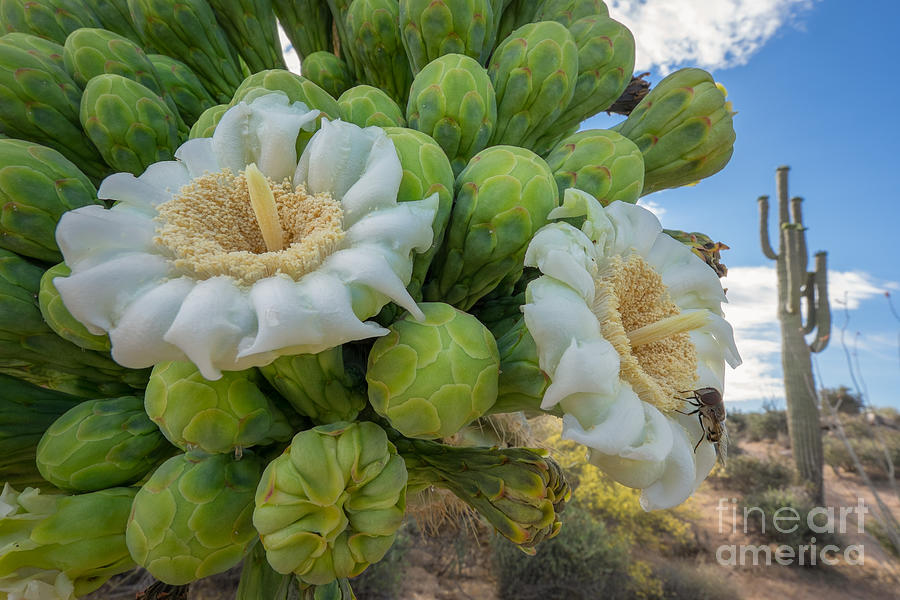 Saguaro Buds and Blooms Photograph by Marianne Jensen