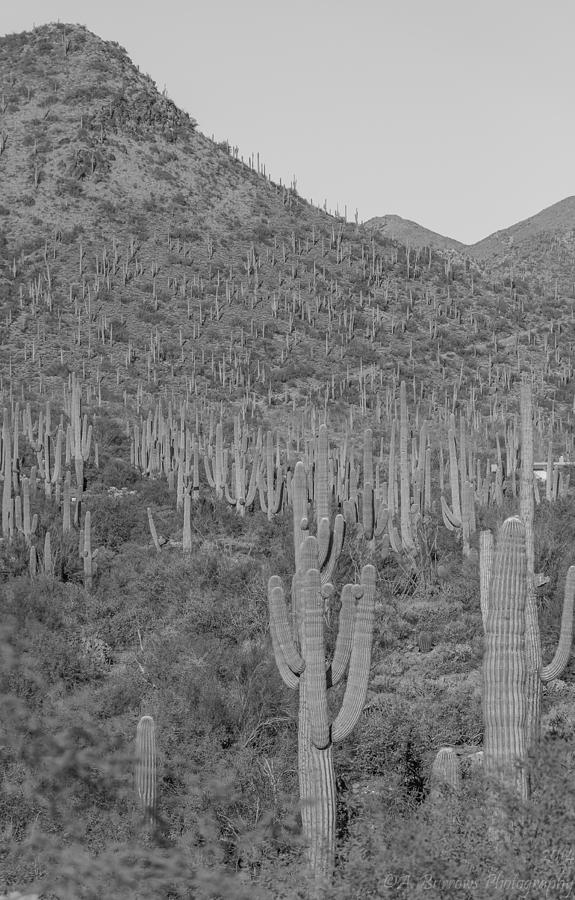 Saguaro Butte Photograph by Aaron Burrows