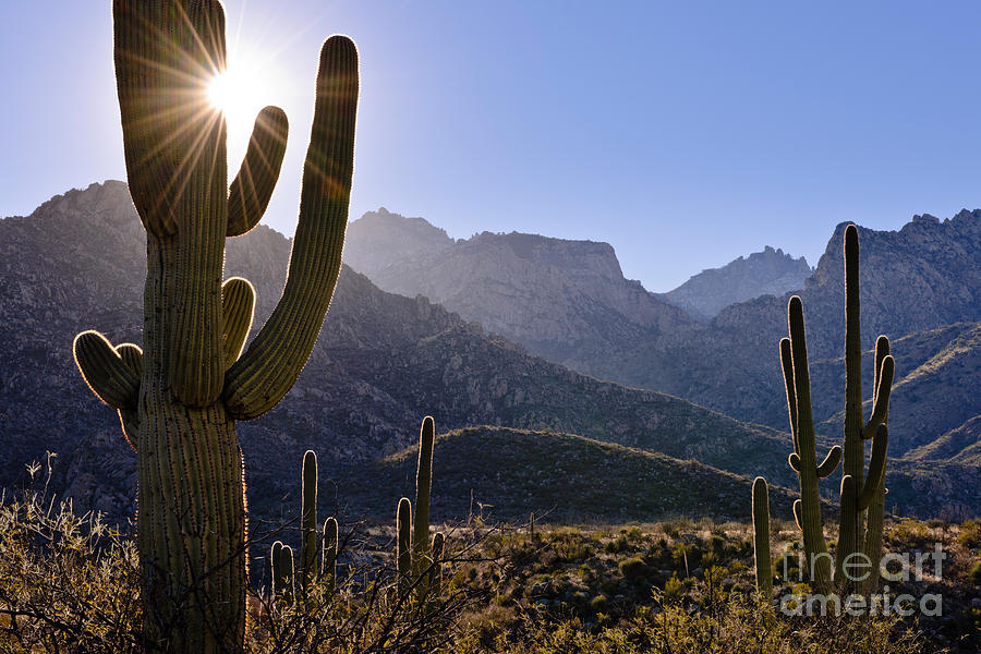 Saguaro Cacti And Catalina Mountains Photograph by John Shaw