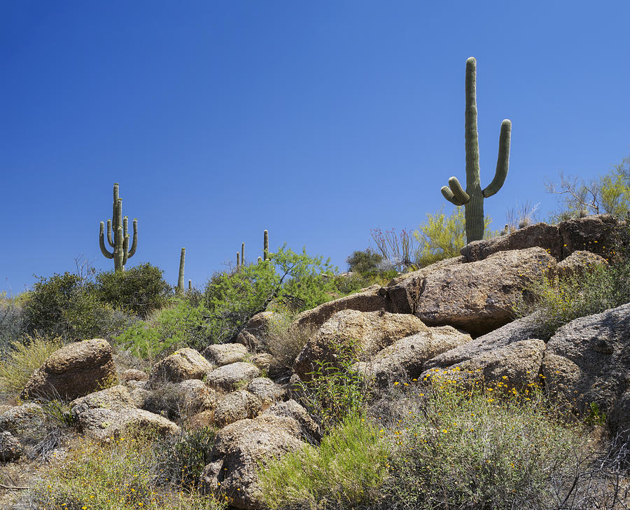 Saguaro Cacti Arizona Desert Photograph by Marianne Campolongo