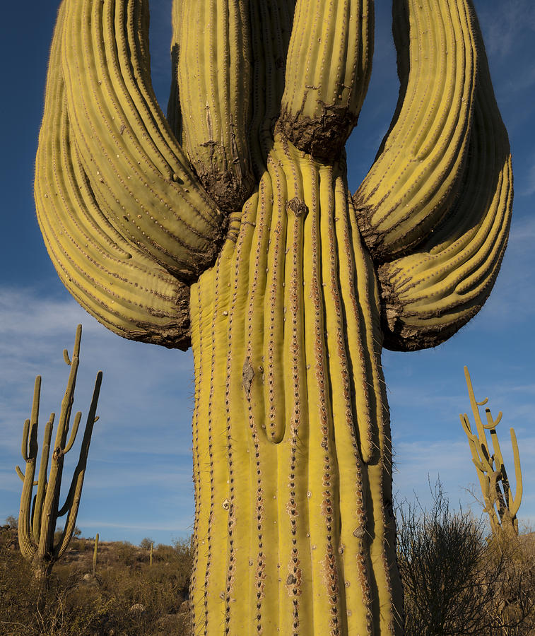 Saguaro Cacti Carnegiea Gigantea Photograph by John Shaw - Fine Art America