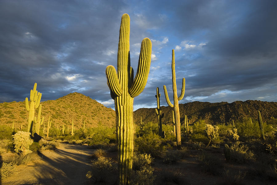 Saguaro Cacti In Desert Arizona Photograph by Tom Vezo