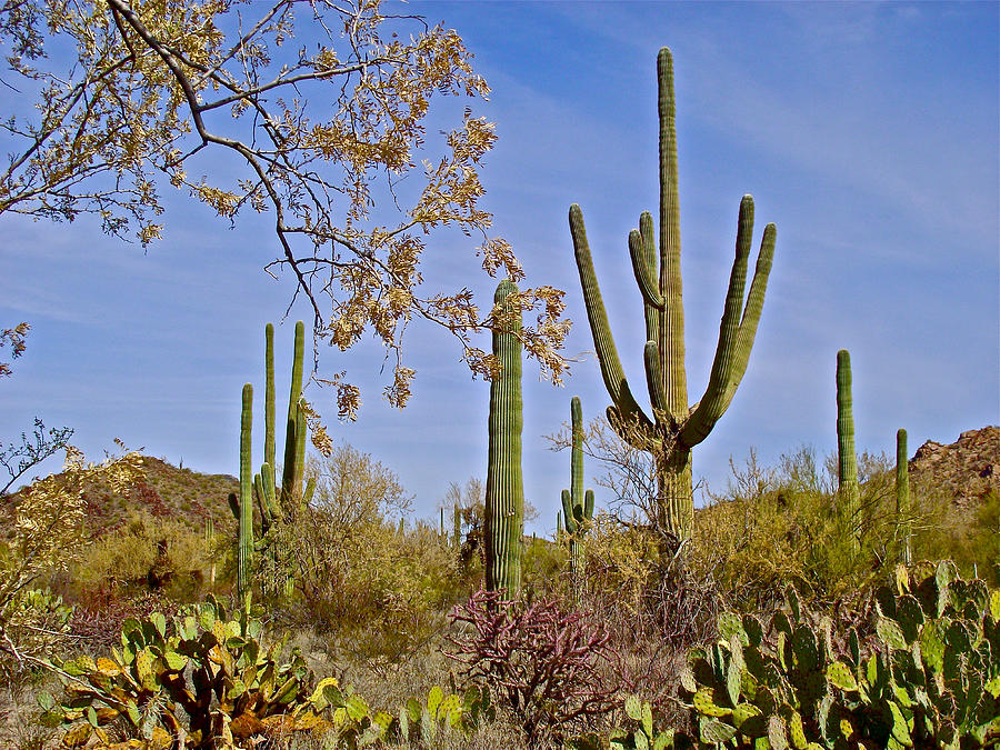 Saguaro Cacti in Tucson Mountain District of Saguaro National Park-Arizona Photograph by Ruth Hager