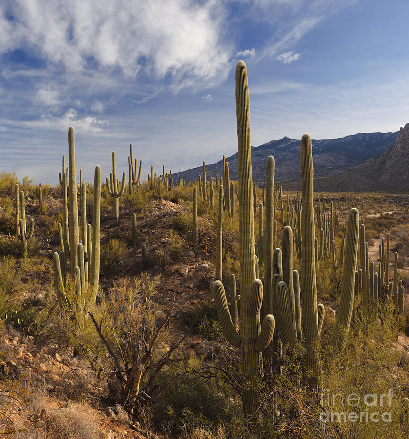 Saguaro Cacti Photograph by John Shaw