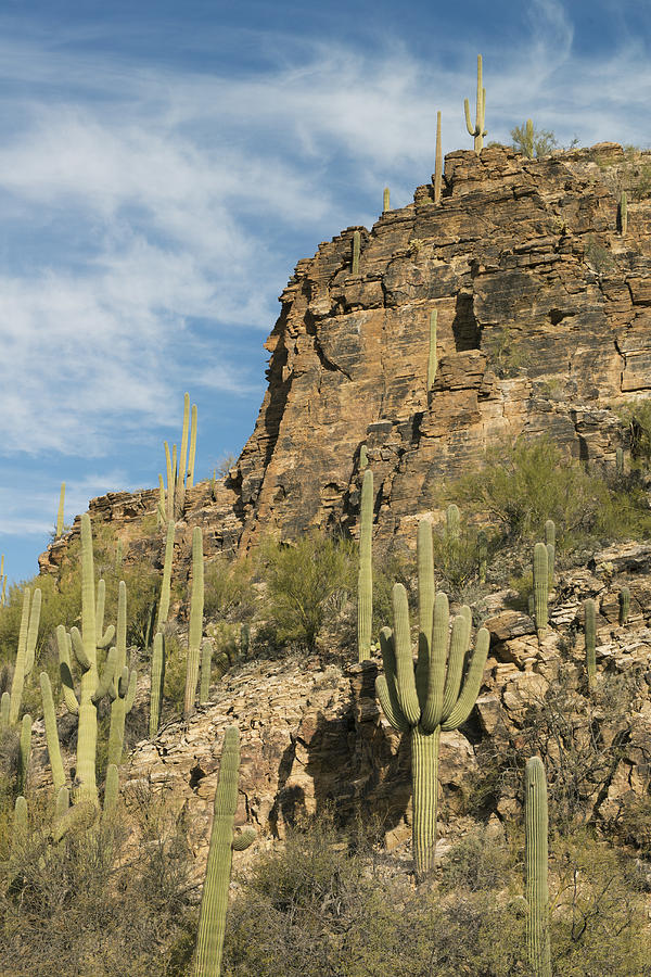 Saguaro Cacti Sabino Canyon Photograph by Kevin Schafer