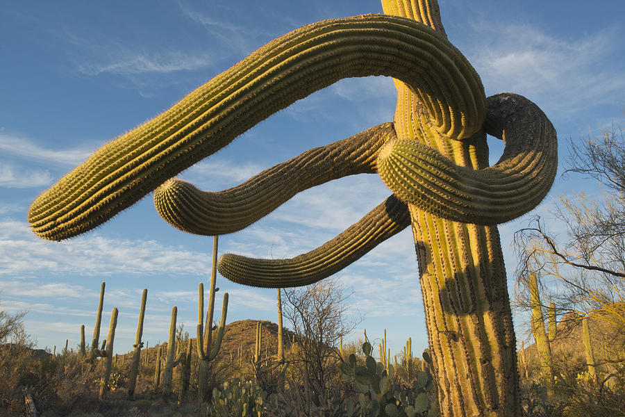 Saguaro Cacti Saguaro Np Arizona Photograph by Kevin Schafer