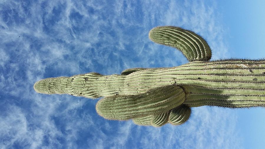 Nature Photograph - Saguaro Cactus by Allen James