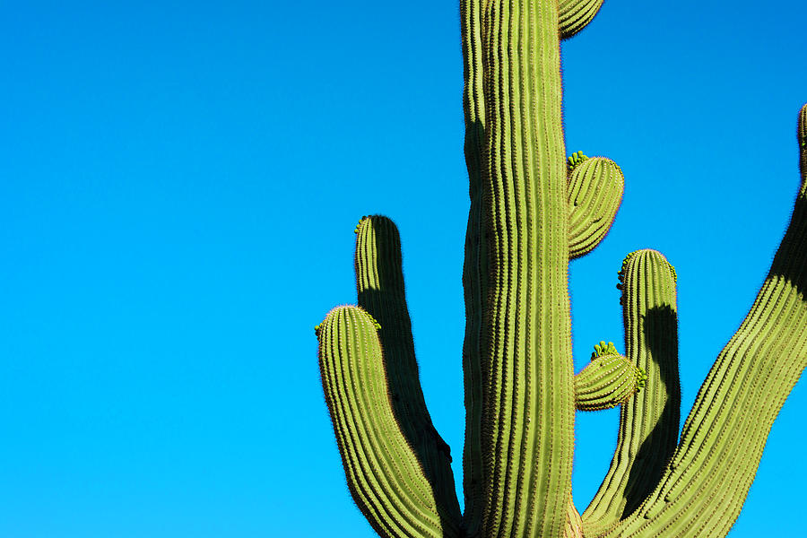 Saguaro Cactus And Deep Blue Desert Sky Photograph by Dszc