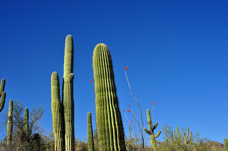 Saguaro Cactus and Deep Blue Sky Photograph by Diane Lent