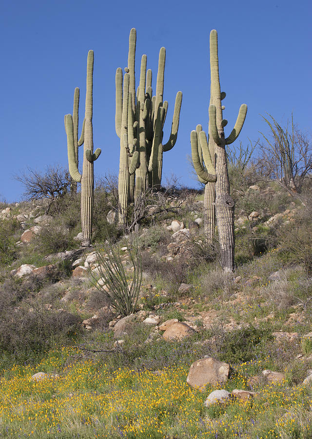 Saguaro cactus and poppies Photograph by Elvira Butler