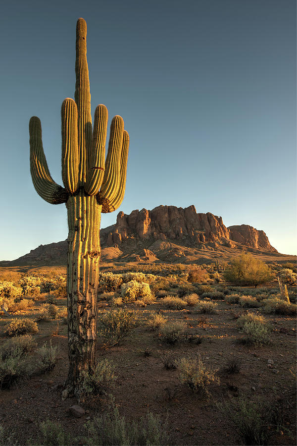 Saguaro Cactus And Superstition Photograph by Kjschoen