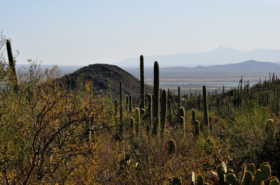 Saguaro Cactus and Valley Photograph by Diane Lent