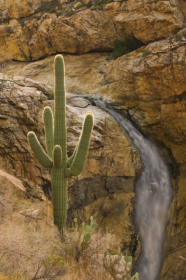 Saguaro Cactus And Waterfall Arizona Photograph by Tom Vezo