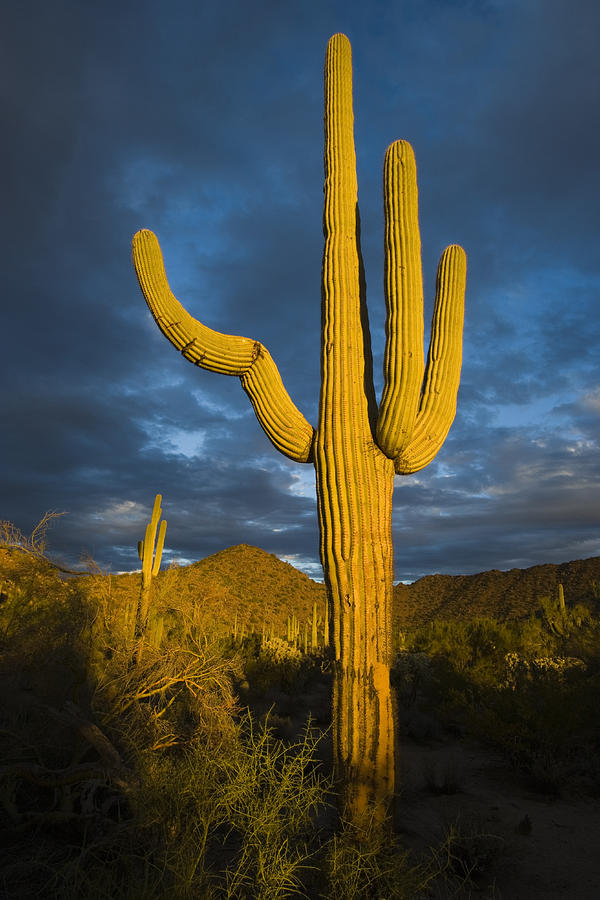 Saguaro Cactus Arizona Photograph by Tom Vezo