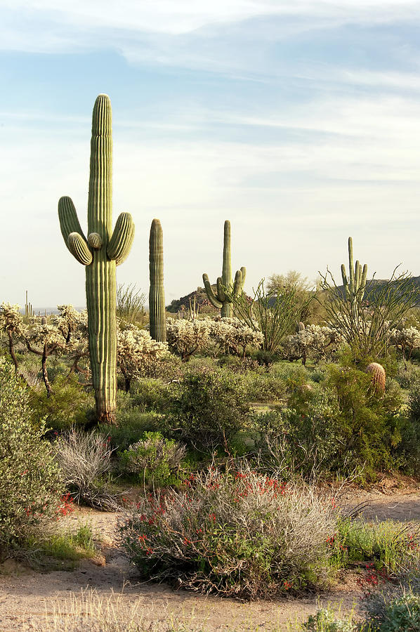 Saguaro Cactus, Arizona,usa Photograph by Brian Stablyk