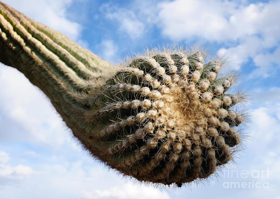 Saguaro Cactus Arm Detail Photograph by Vivian Christopher