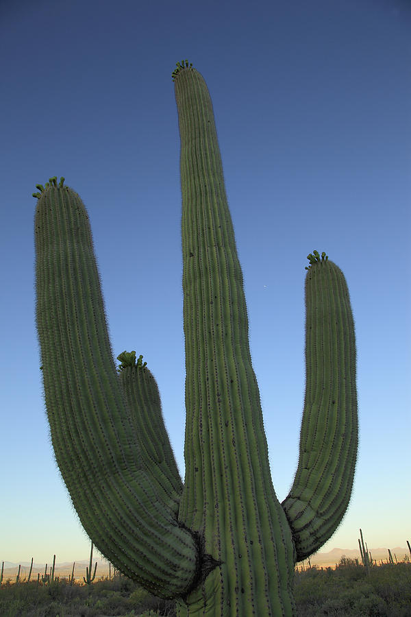 Saguaro Cactus at Sunset Photograph by Alan Vance Ley