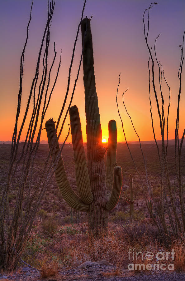 Tucson Photograph - Saguaro and Ocotillo at Sunset by Eddie Yerkish