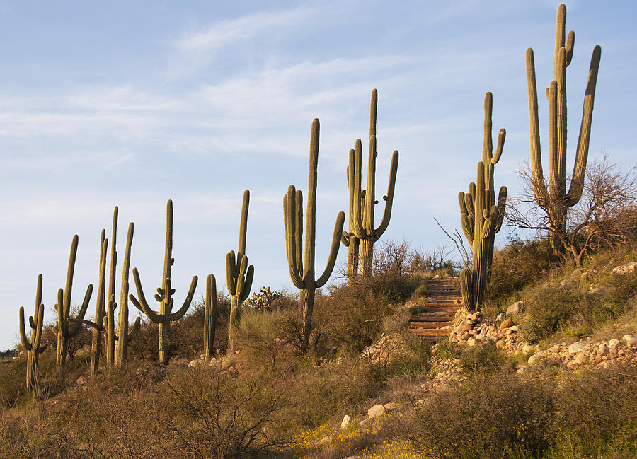 Saguaro Cactus at Sunset Photograph by Elvira Butler