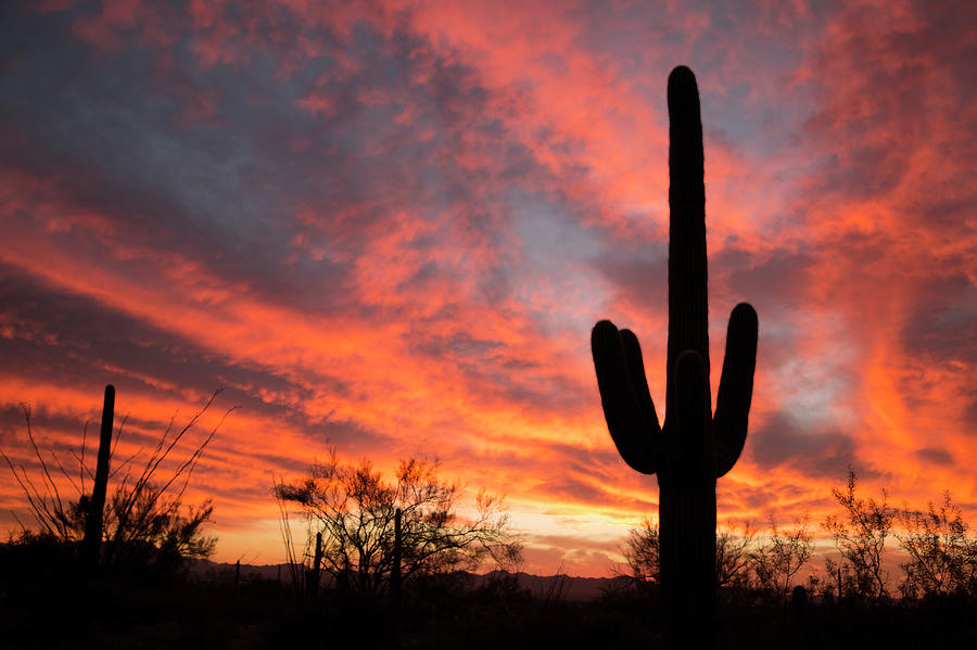 Saguaro Cactus At Sunset Photograph by Steve Lewis Stock