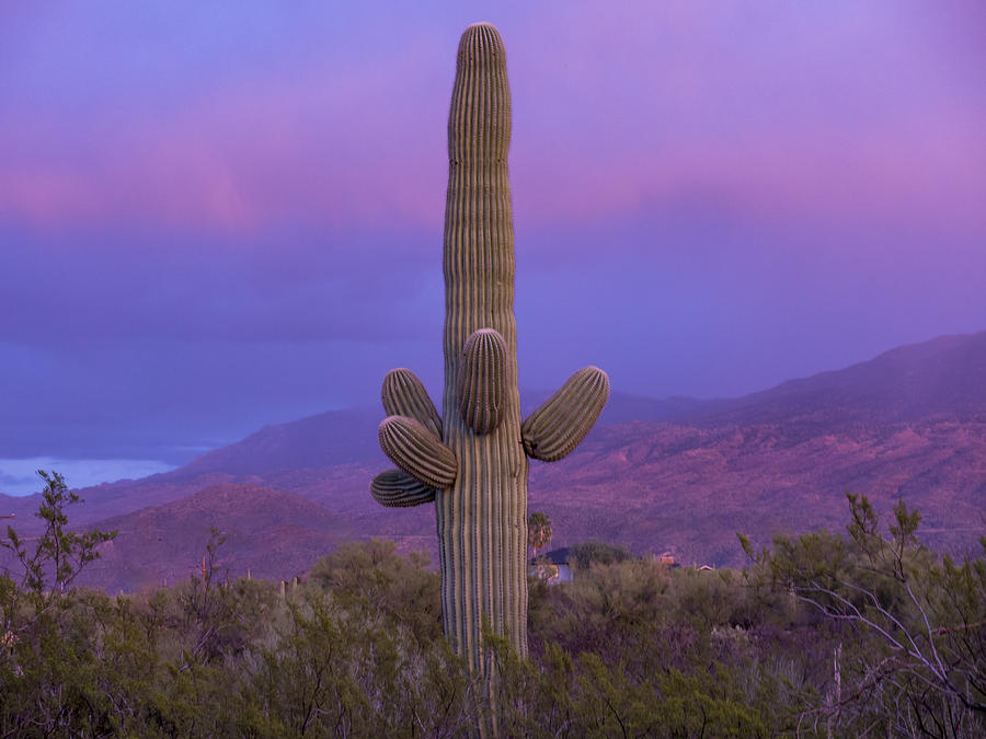 Saguaro Cactus at Sunset-Tucson Photograph by Moelyn Photos