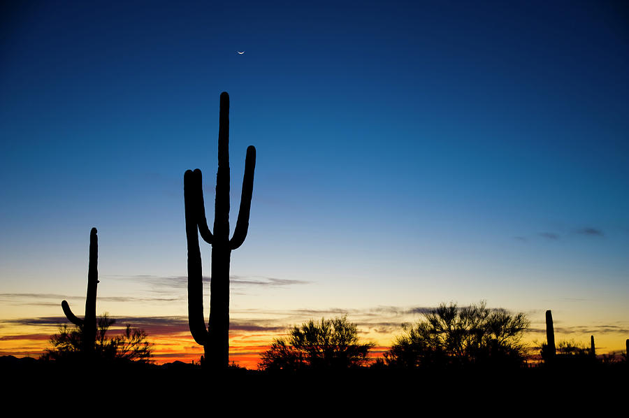 Saguaro Cactus At Sunset With Moon Photograph by Chapin31 - Fine Art ...
