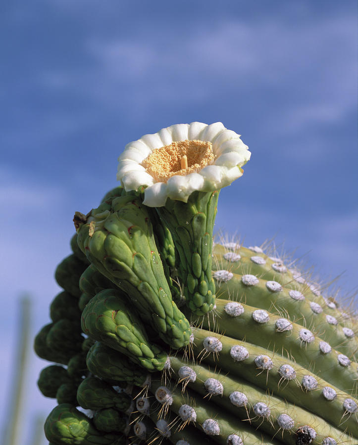 Saguaro Cactus Blossom At The Tip Photograph by Greg Probst - Fine Art ...