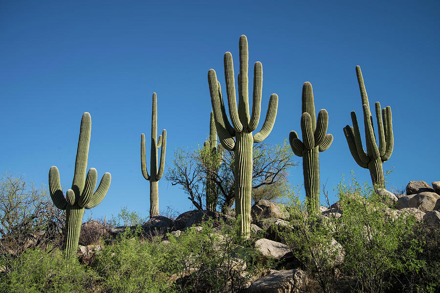 Saguaro Cactus, Catalina State Park Photograph by Mark Newman