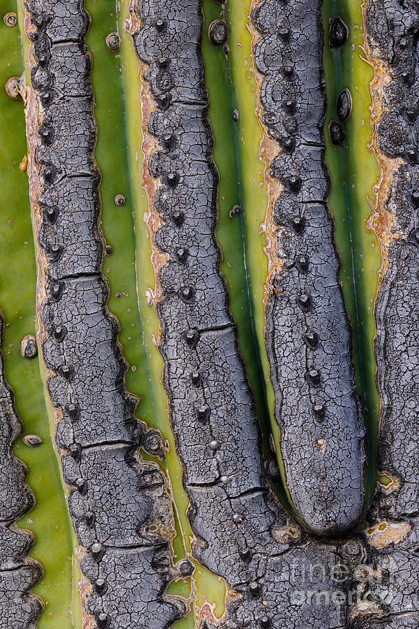 Saguaro Cactus Close-up Photograph by John Shaw