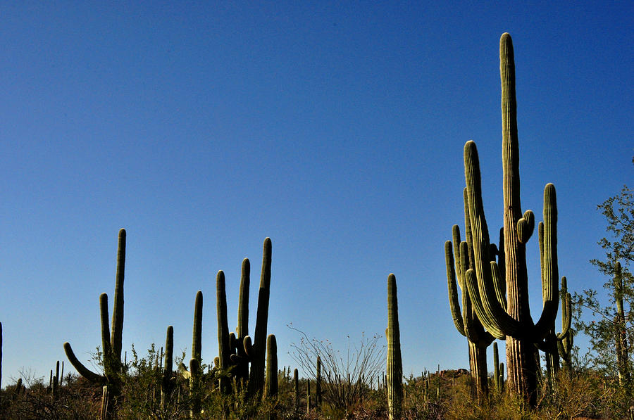 Saguaro Cactus Photograph by Diane Lent