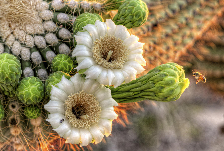 Saguaro Cactus Flower Photograph by Ryan Seek | Fine Art America