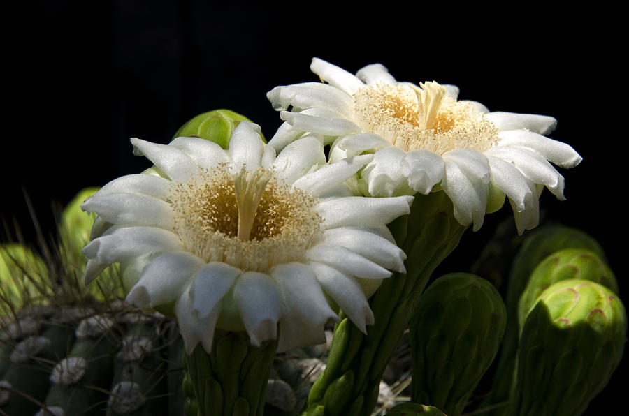 Flower Photograph - Saguaro Cactus Flowers  by Saija Lehtonen