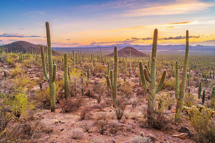 Saguaro cactus forest in Saguaro National Park Arizona Photograph by Benedek