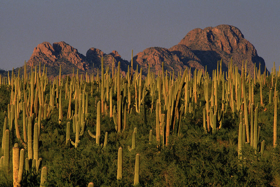 Saguaro Cactus Forest Photograph By Joanna B. Pinneo - Fine Art America