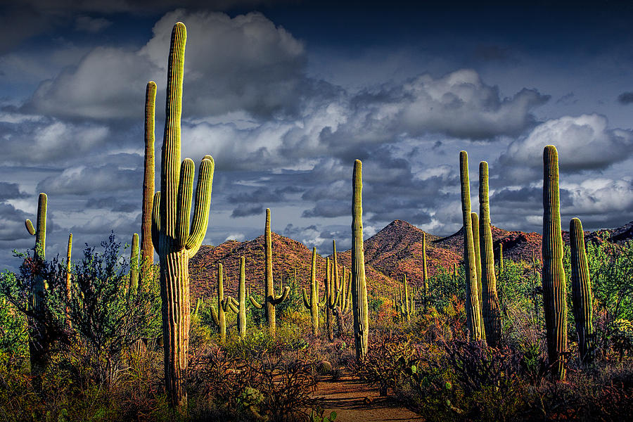 Saguaro Cactus Forest near Tucson Arizona Photograph by Randall Nyhof