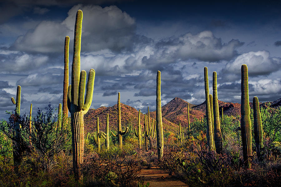 Saguaro Cactus Forest Near Tucson Arizona Photograph by Randall Nyhof