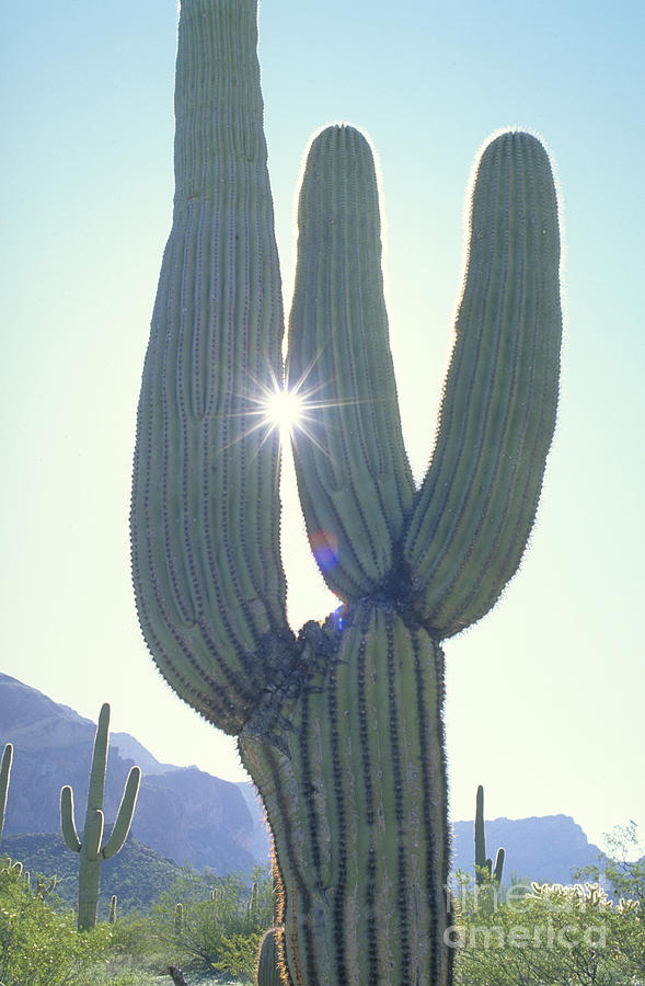 Saguaro Cactus Photograph by George Ranalli