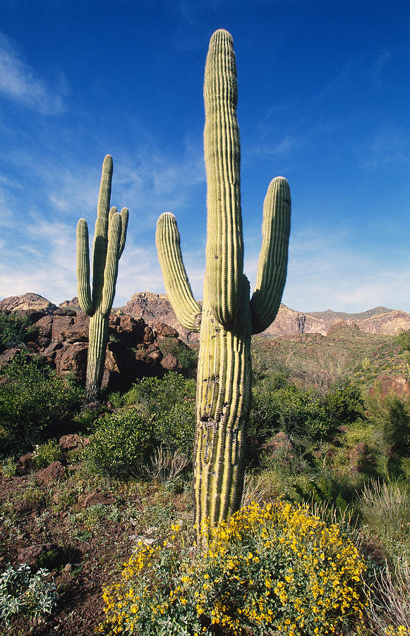 Saguaro Cactus Photograph by Greg Ochocki