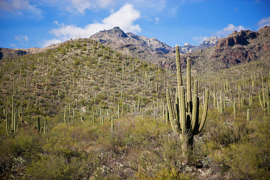 Saguaro Cactus Growing In The Tucson Photograph by Ty Milford