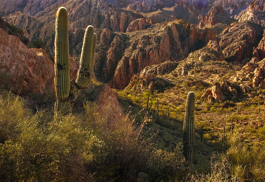 Saguaro Cactus Hills Photograph by Dave Dilli