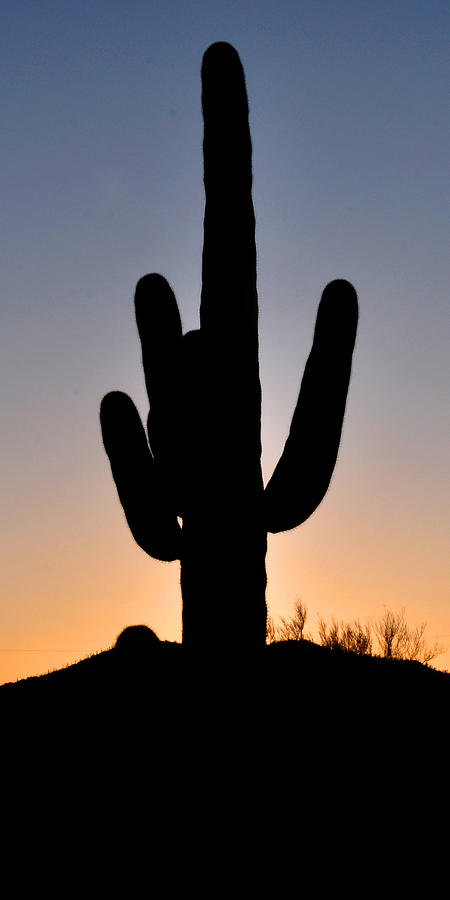 Saguaro Cactus I Phone case Photograph by Diane Lent
