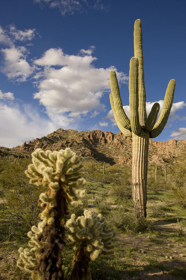Saguaro Cactus In Desert Arizona Photograph by Tom Vezo