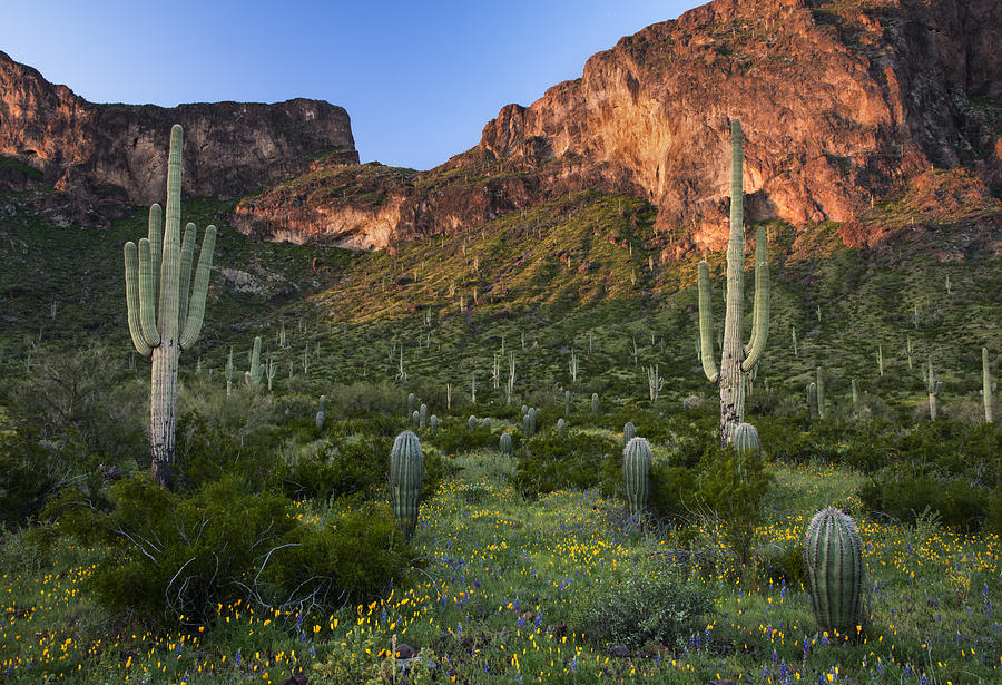 Saguaro cactus in front of Picacho Peak Photograph by Dave Dilli