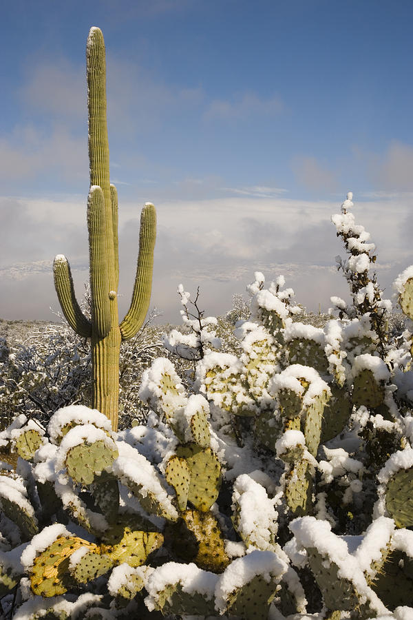 Saguaro Cactus In Snow Saguaro Np Photograph by Tom Vezo