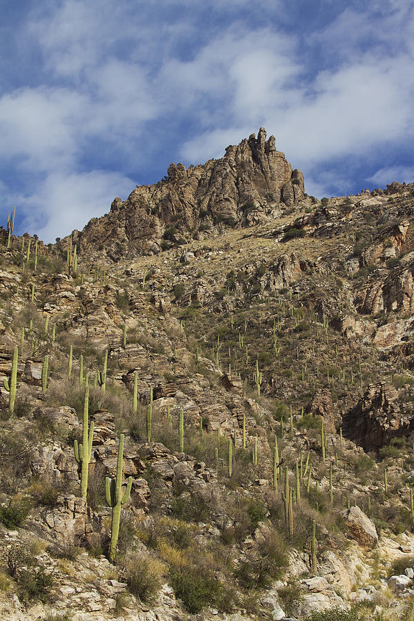 Saguaro Cactus in the Mountains Photograph by Elvira Butler