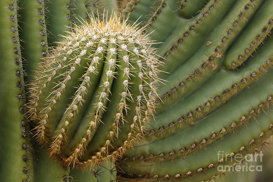 Saguaro Cactus Photograph by John Shaw